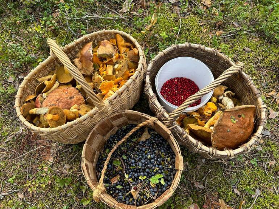 Грибной бум в Ленобласти радует охотников за белыми грибами